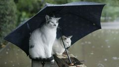 Water rain cats Animals