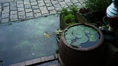 Water rain Plants Zen pavement water drops