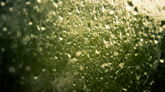Water rain rain on