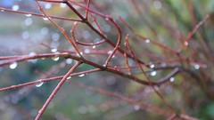 Water red dew Green Plants water drops