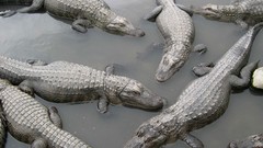 Water Reptiles alligators