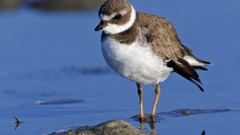 Water sand bird piper