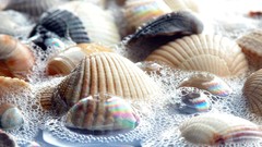 Water seashells
