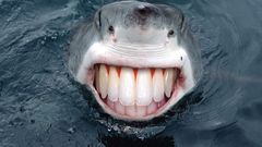 Water Sharks smiling teeth
