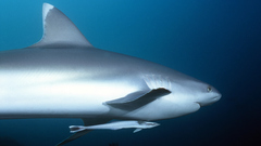 Water Sharks underwater Sea