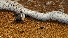 Water shore Reptiles turtles wildlife