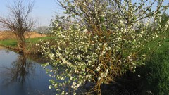 Water spring mirrors flowered trees