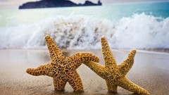 Water starfish Beaches