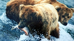 Water streams Bears