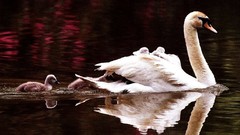 Water Swans wildlife