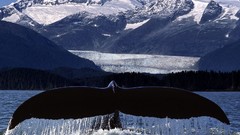 Water tails Mountains Whales
