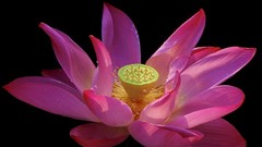 Water Taiwan pink flowers Taipei lotus flower