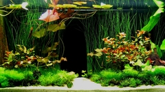 Water tanks aquarium