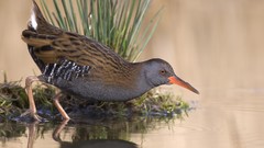 Water The Netherlands