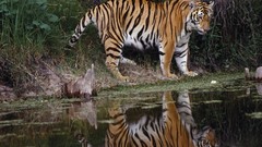 Water Tigers Wild Animals