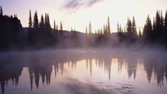 Water Trees forests fog