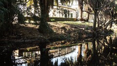 water Trees Garden Plants outdoors