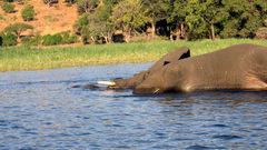 Water Trees grass elephants