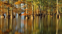 Water Trees reflections