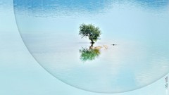 Water Trees summer France