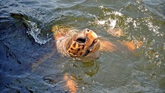 Water turtles