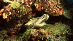 Water turtles sea turtles