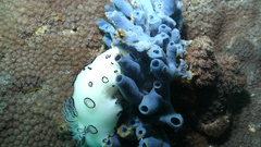 Water underwater Nudibranchia Sea