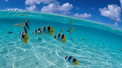 Water underwater split-view