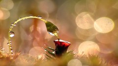 Water water drops artwork