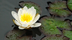 Water water drops lily