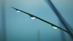 Water water drops macro