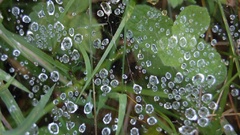 Water water drops spider