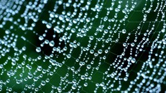 Water water drops spider webs