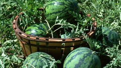 Water watermelons fruits baskets