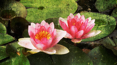 Waterlily lily Flowers flower