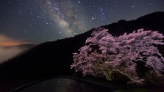 Way cherry milky blossom high Resolution