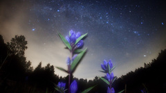 Way railroad milky high Resolution gentian