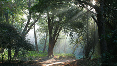 Weather sunny satkosia