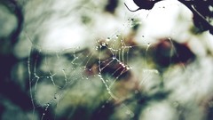 Web spiders
