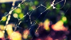 Web spiders