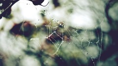 Web spiders