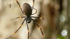 Web spiders blurred background