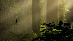 Web spiders jungle