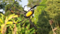 Web spiders jungle spider webs