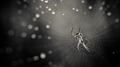 Web spiders water drops