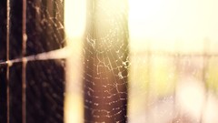 Web sunlight spider webs
