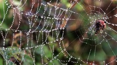 Web water drops