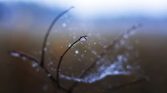 Web water drops