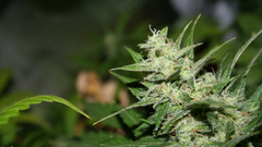 Weed high need Resolution