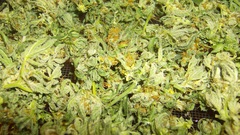 Weed high Resolution 135